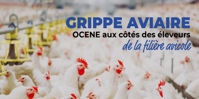 grippe-aviaire