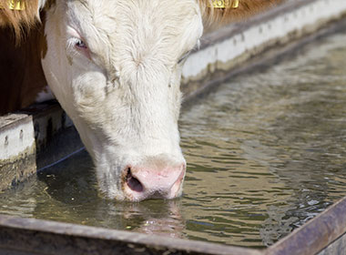 ocene-élevage-laitier-qualité-eau-vache-lait-productivité-traitement-eau