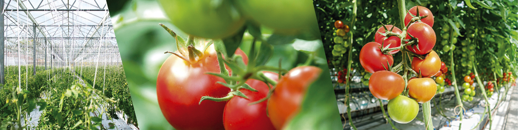 ocene-vegetal-serriste-maraicher-tomate-piegegage-molecule-pesticide-traitement-eau-realisations-actualites