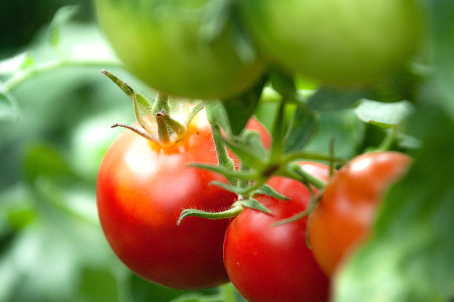 ocene-vegetal-serriste-maraicher-tomate-piegegage-molecule-pesticide-traitement-eau-visuel-actu