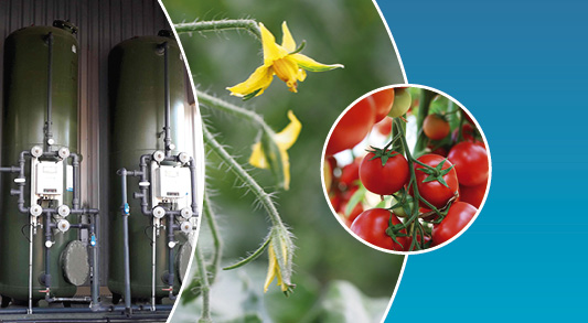 ocene-vegetal-serriste-maraicher-tomate-piegegage-molecule-pesticide-traitement-eau-visuel-vignette