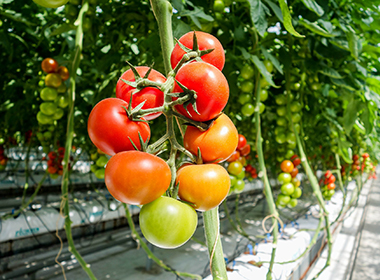 traitement_bacteriologique_procede_oxydation-avancee_serriste-maraicher-hors-sol-tomate